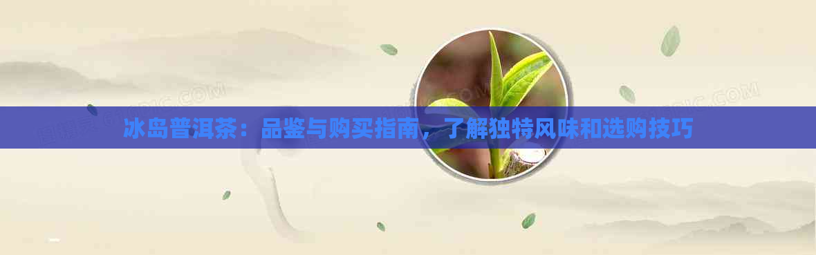 冰岛普洱茶：品鉴与购买指南，了解独特风味和选购技巧