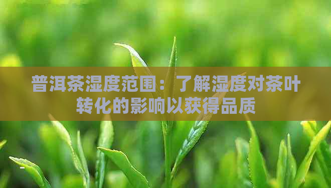 普洱茶湿度范围：了解湿度对茶叶转化的影响以获得品质