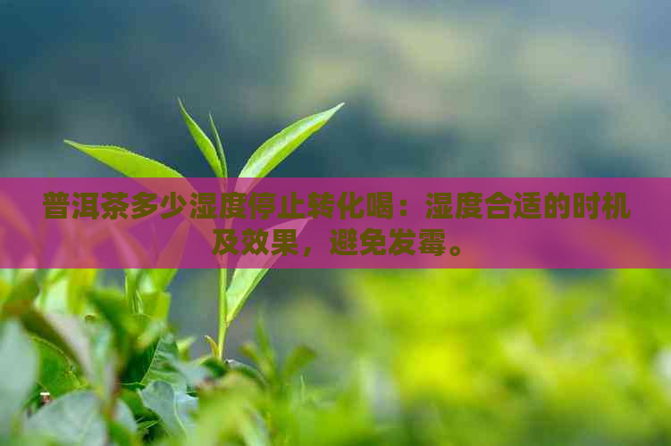 普洱茶多少湿度停止转化喝：湿度合适的时机及效果，避免发霉。