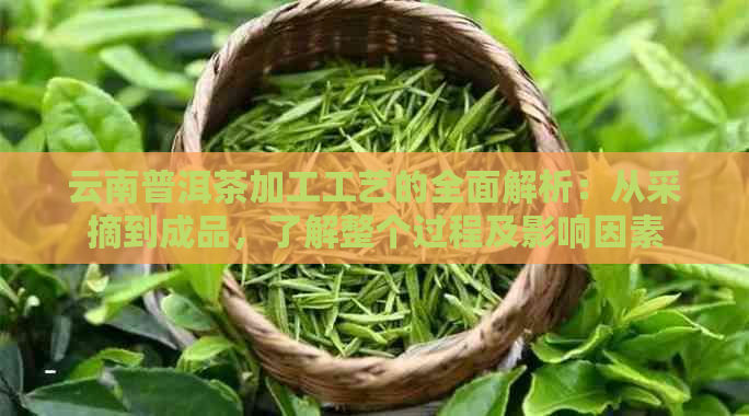 云南普洱茶加工工艺的全面解析：从采摘到成品，了解整个过程及影响因素