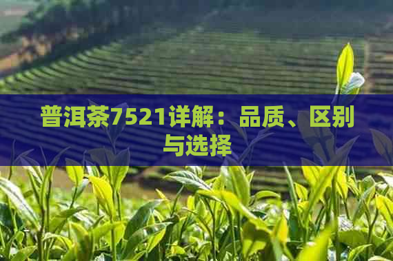 普洱茶7521详解：品质、区别与选择