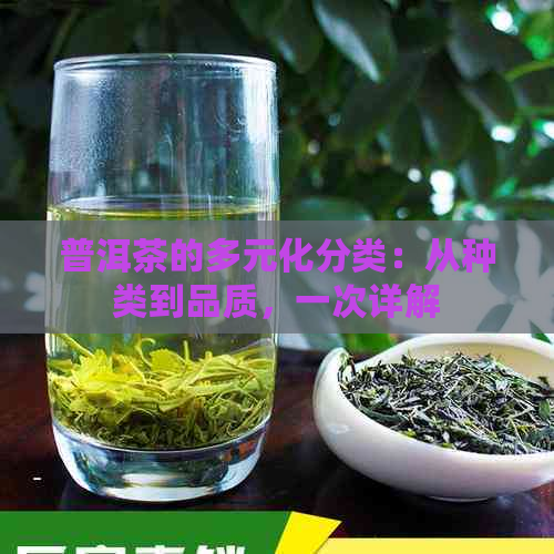 普洱茶的多元化分类：从种类到品质，一次详解