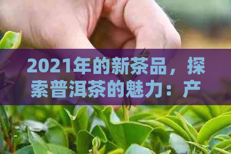 2021年的新茶品，探索普洱茶的魅力：产地、种类、口感、收藏价值与市场趋势