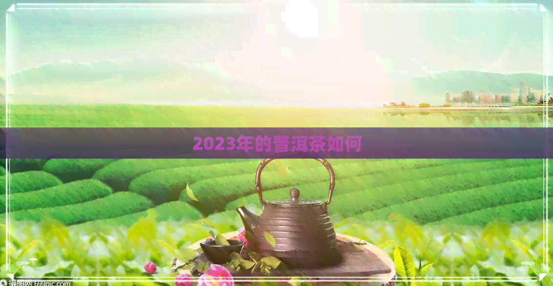 2023年的普洱茶如何