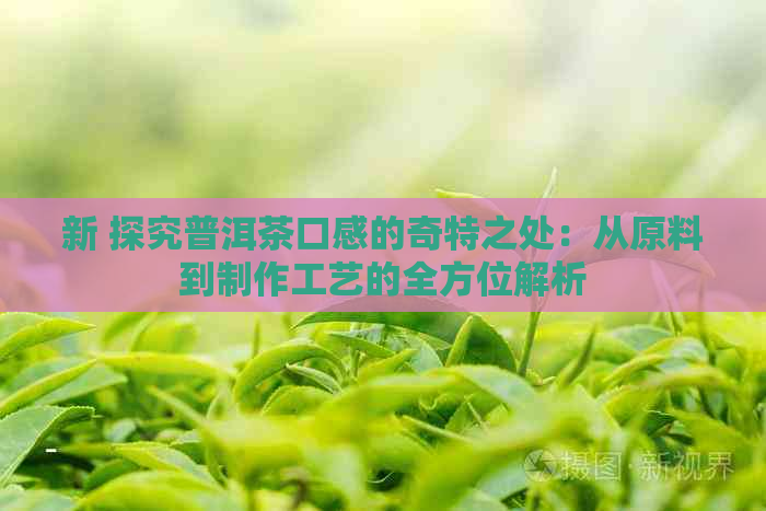 新 探究普洱茶口感的奇特之处：从原料到制作工艺的全方位解析