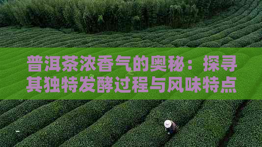 普洱茶浓香气的奥秘：探寻其独特发酵过程与风味特点