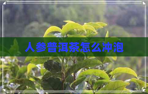 人参普洱茶怎么冲泡