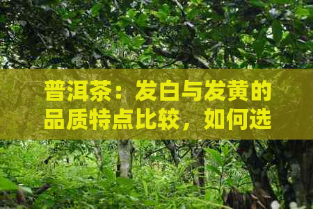 普洱茶：发白与发黄的品质特点比较，如何选择更适合自己口味的茶叶？