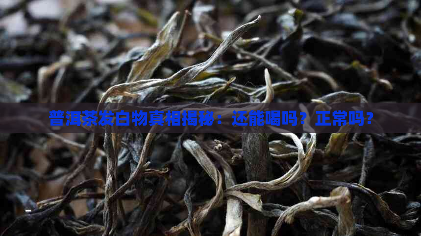 普洱茶发白物真相揭秘：还能喝吗？正常吗？