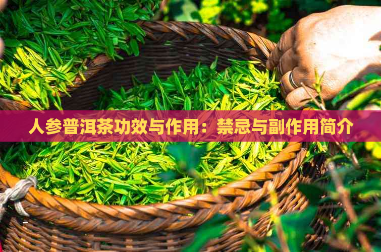 人参普洱茶功效与作用：禁忌与副作用简介