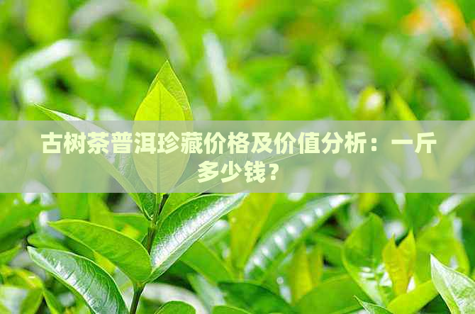 古树茶普洱珍藏价格及价值分析：一斤多少钱？