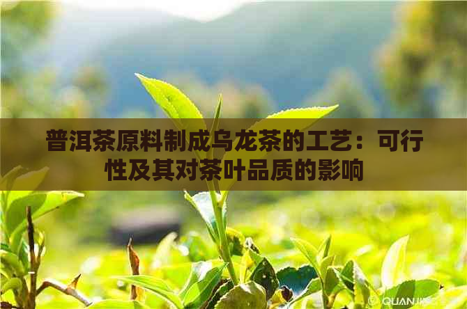 普洱茶原料制成乌龙茶的工艺：可行性及其对茶叶品质的影响