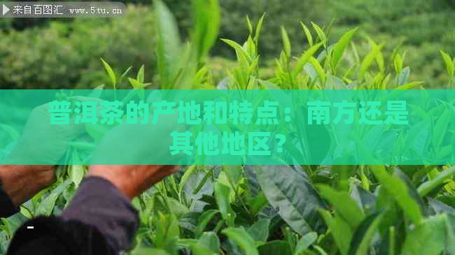 普洱茶的产地和特点：南方还是其他地区？