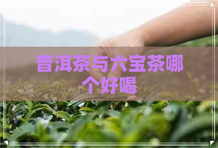 普洱茶与六宝茶哪个好喝