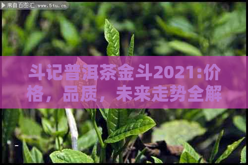 斗记普洱茶金斗2021:价格，品质，未来走势全解析