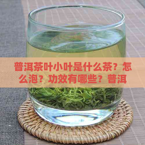 普洱茶叶小叶是什么茶？怎么泡？功效有哪些？普洱大叶茶和小叶茶哪种好？