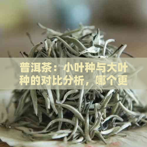 普洱茶：小叶种与大叶种的对比分析，哪个更适合你？