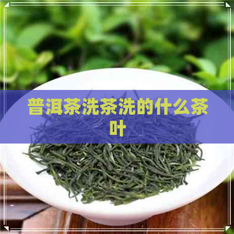 普洱茶洗茶洗的什么茶叶