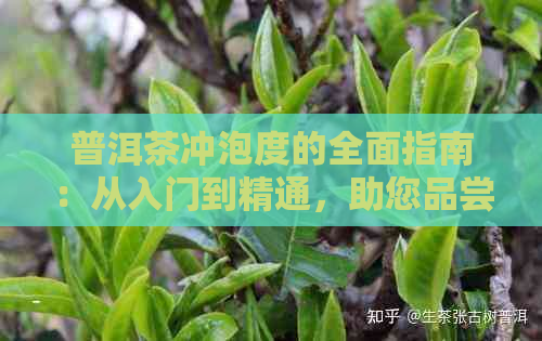 普洱茶冲泡度的全面指南：从入门到精通，助您品尝口感！