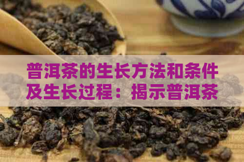 普洱茶的生长方法和条件及生长过程：揭示普洱茶的生态奥秘