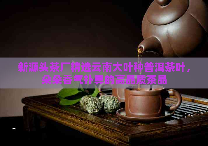 新源头茶厂精选云南大叶种普洱茶叶，朵朵香气扑鼻的高品质茶品