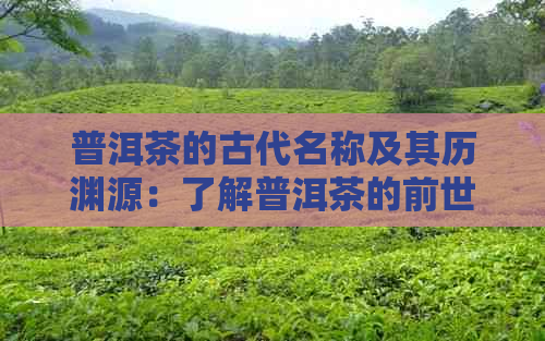 普洱茶的古代名称及其历渊源：了解普洱茶的前世今生