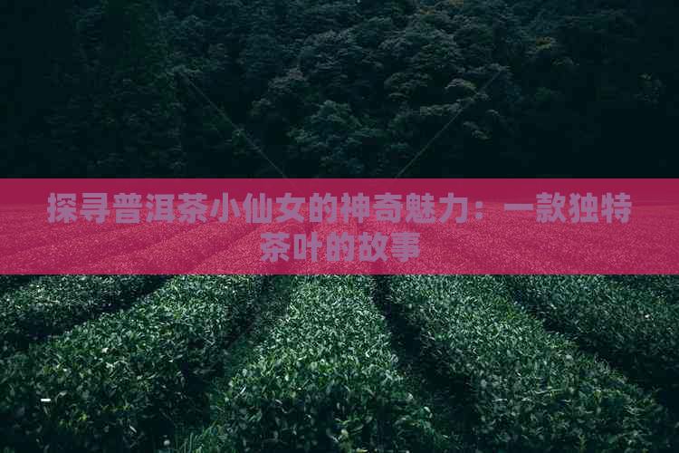 探寻普洱茶小仙女的神奇魅力：一款独特茶叶的故事