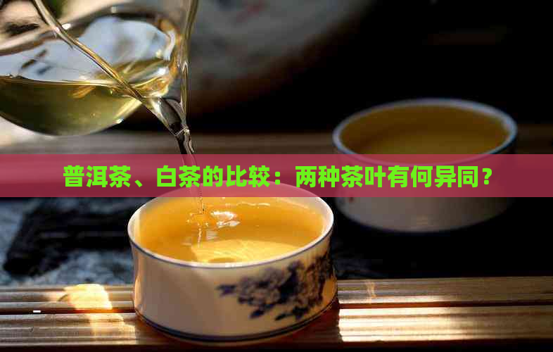 普洱茶、白茶的比较：两种茶叶有何异同？