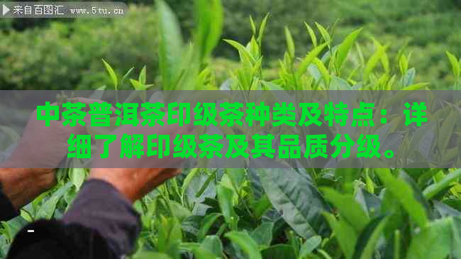 中茶普洱茶印级茶种类及特点：详细了解印级茶及其品质分级。