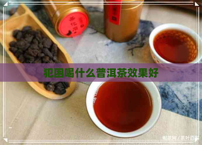 犯困喝什么普洱茶效果好