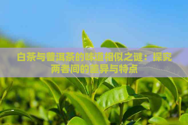 白茶与普洱茶的味道相似之谜：探究两者间的差异与特点