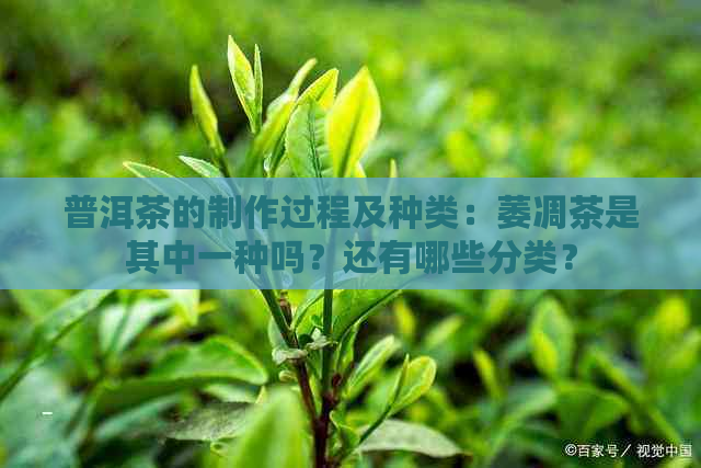 普洱茶的制作过程及种类：萎凋茶是其中一种吗？还有哪些分类？