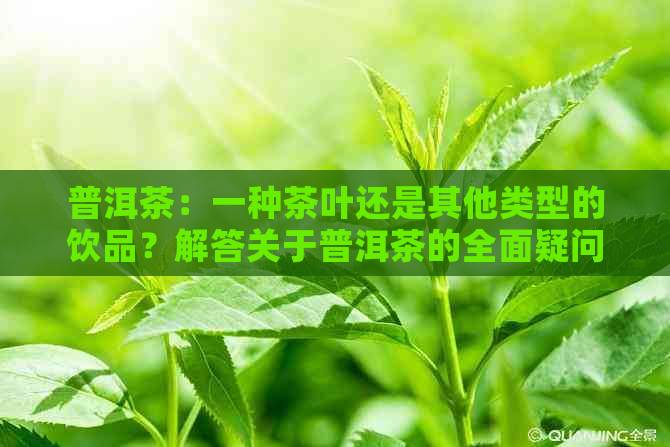 普洱茶：一种茶叶还是其他类型的饮品？解答关于普洱茶的全面疑问