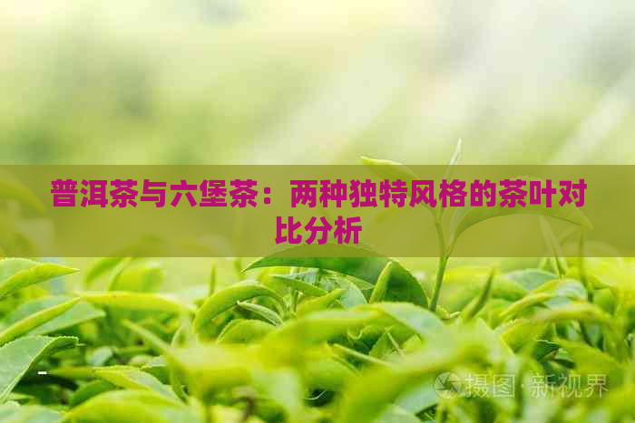 普洱茶与六堡茶：两种独特风格的茶叶对比分析