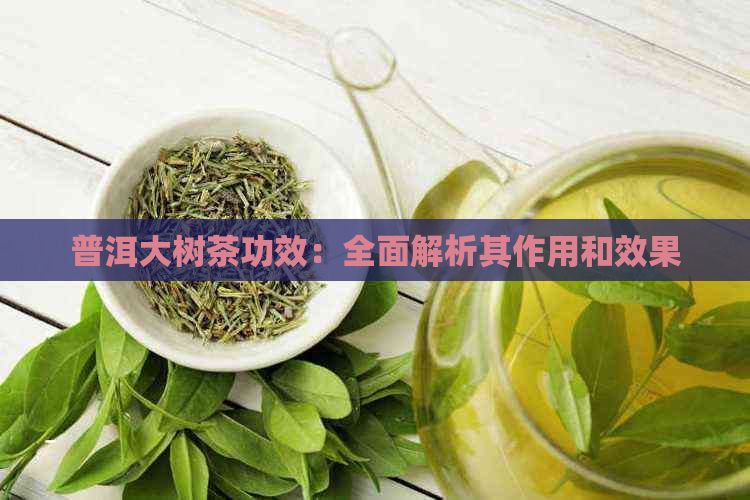 普洱大树茶功效：全面解析其作用和效果