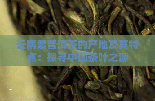 云南紫普洱茶的产地及其特点：探寻中国茶叶之源