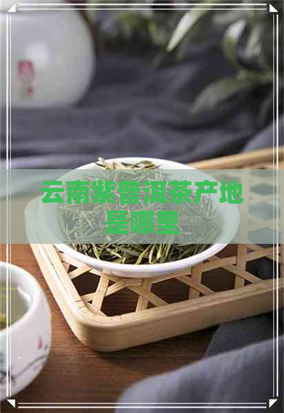 云南紫普洱茶产地是哪里