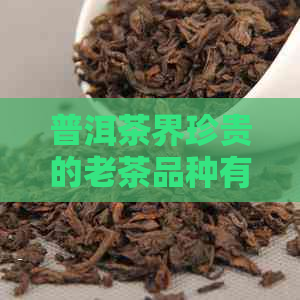 普洱茶界珍贵的老茶品种有哪些，包括哪些知名茶品？