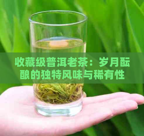 收藏级普洱老茶：岁月酝酿的独特风味与稀有性详解