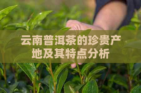 云南普洱茶的珍贵产地及其特点分析