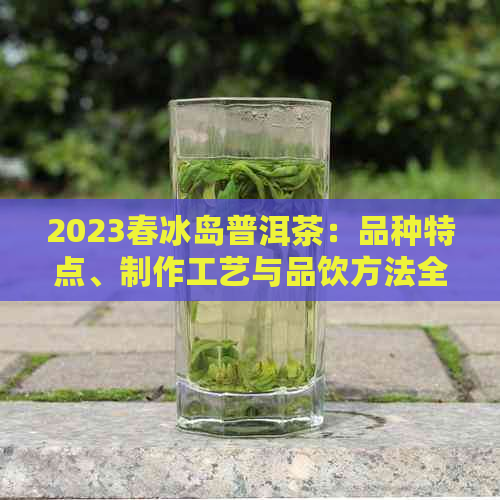 2023春冰岛普洱茶：品种特点、制作工艺与品饮方法全面解析