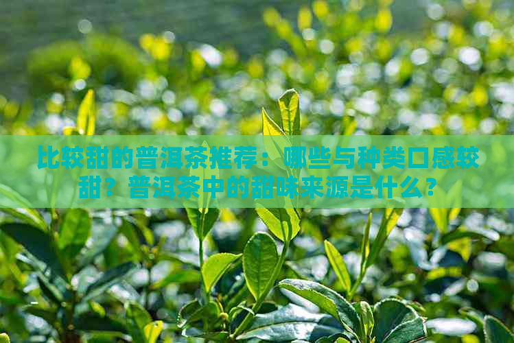 比较甜的普洱茶推荐：哪些与种类口感较甜？普洱茶中的甜味来源是什么？