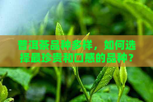 普洱茶品种多样，如何选择最珍贵和口感的品种？