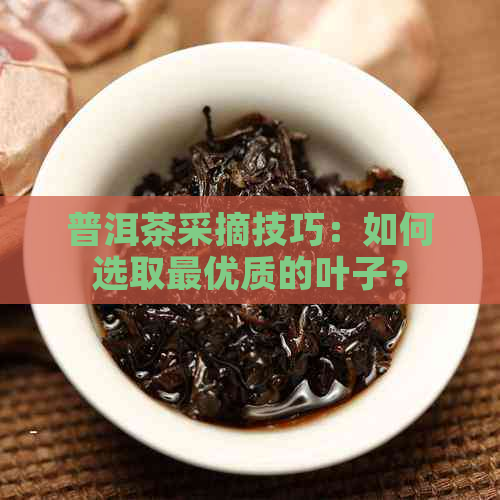 普洱茶采摘技巧：如何选取更优质的叶子？