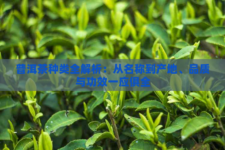 普洱茶种类全解析：从名称到产地、品质与功效一应俱全