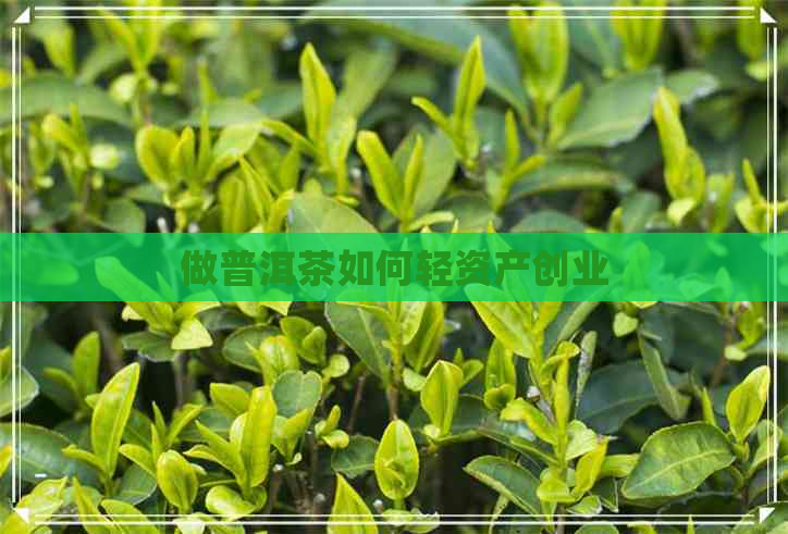 做普洱茶如何轻资产创业