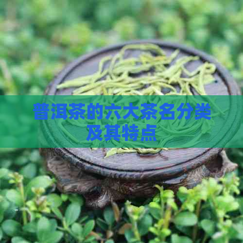 普洱茶的六大茶名分类及其特点