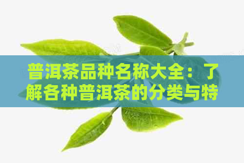 普洱茶品种名称大全：了解各种普洱茶的分类与特点