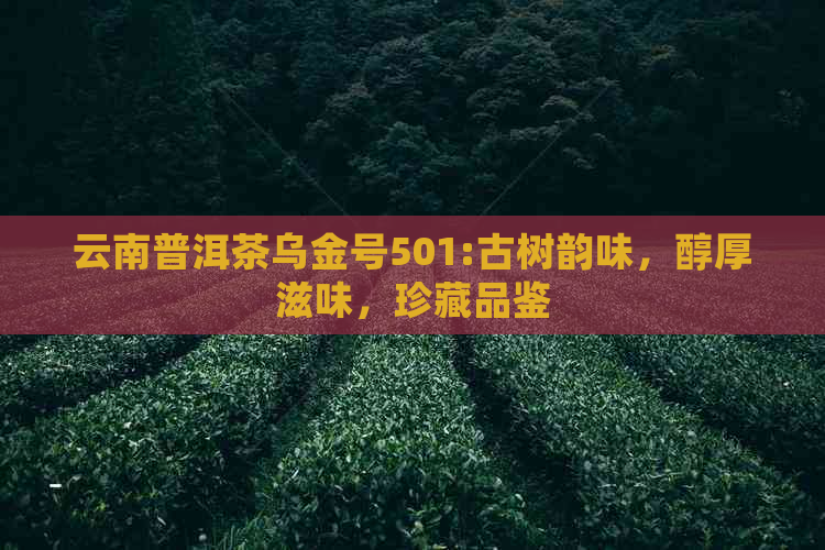 云南普洱茶乌金号501:古树韵味，醇厚滋味，珍藏品鉴