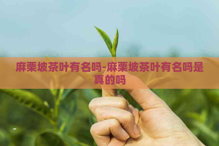 麻栗坡茶叶有名吗-麻栗坡茶叶有名吗是真的吗